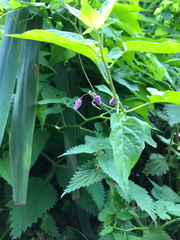 Solanum dulcamara