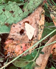 Chytolita morbidalis