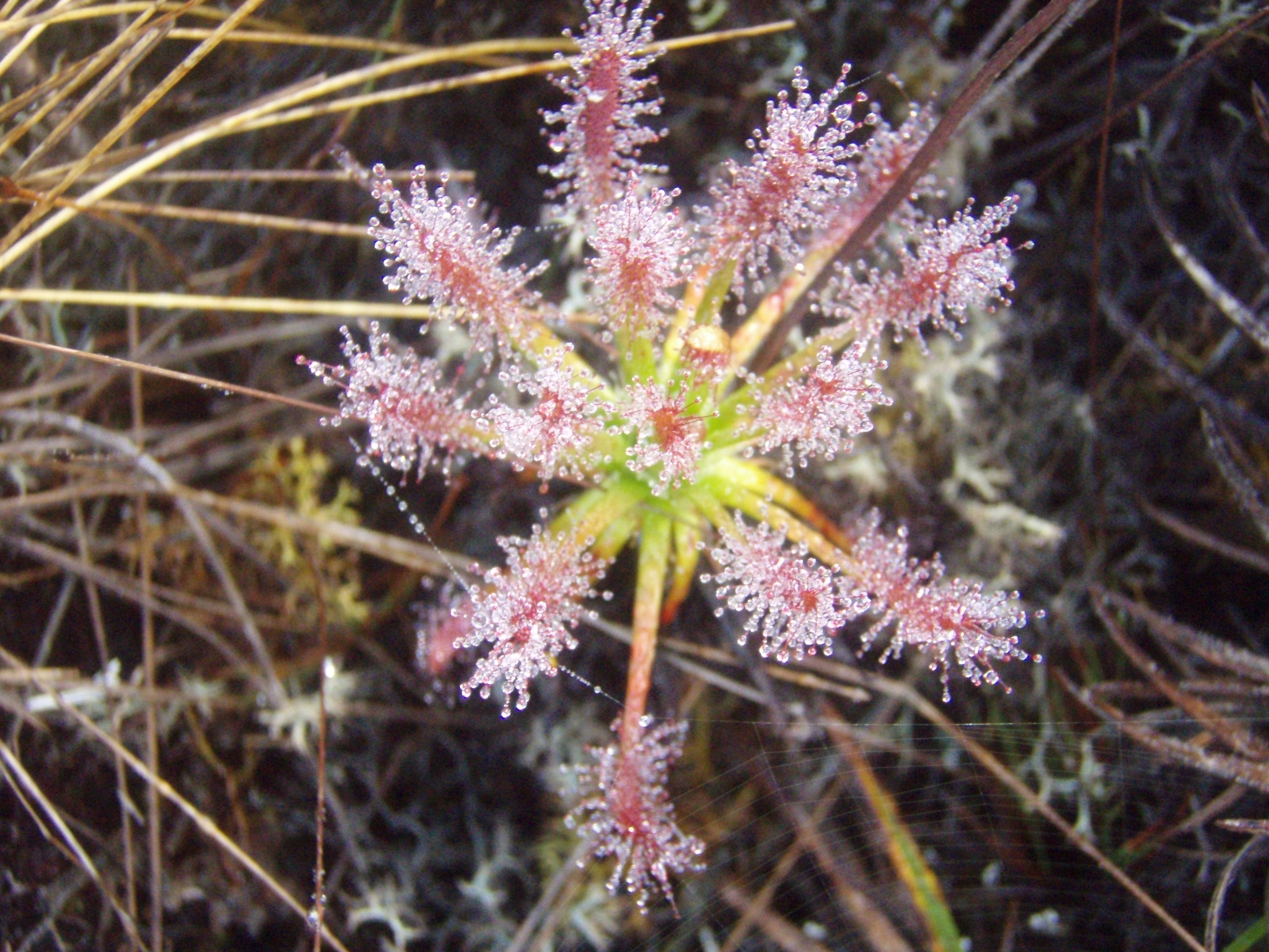Drosera peruensis T.R.S.Silva & M.D.Correa 2