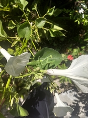 Mantidae