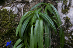 Gentiana cruciata phlogifolia