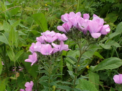 Linum hypericifolium