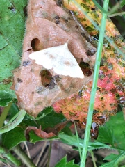 Chytolita morbidalis