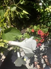 Mantidae