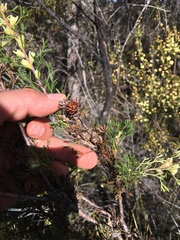 Petrophile squamata
