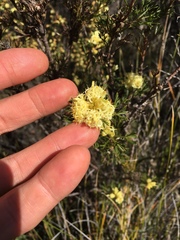 Petrophile squamata