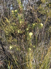 Petrophile squamata