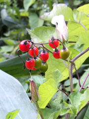 Solanum dulcamara
