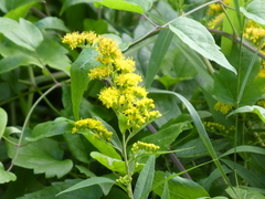 Angiospermae