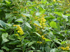 Angiospermae