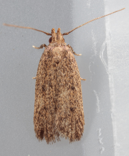 Juniper Tip Moth photo 3