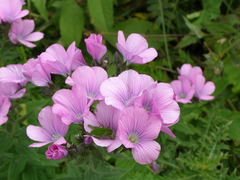 Linum hypericifolium