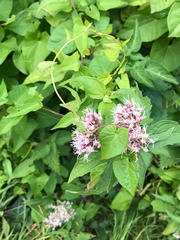 Eupatorium cannabinum