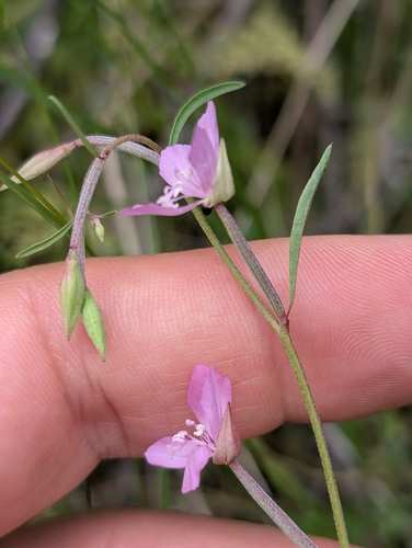 Image of Clarkia modesta by (c) Ken-ichi Ueda, some rights reserved (CC BY)