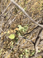 Malacothamnus marrubioides