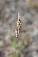 Festuca richardsonii