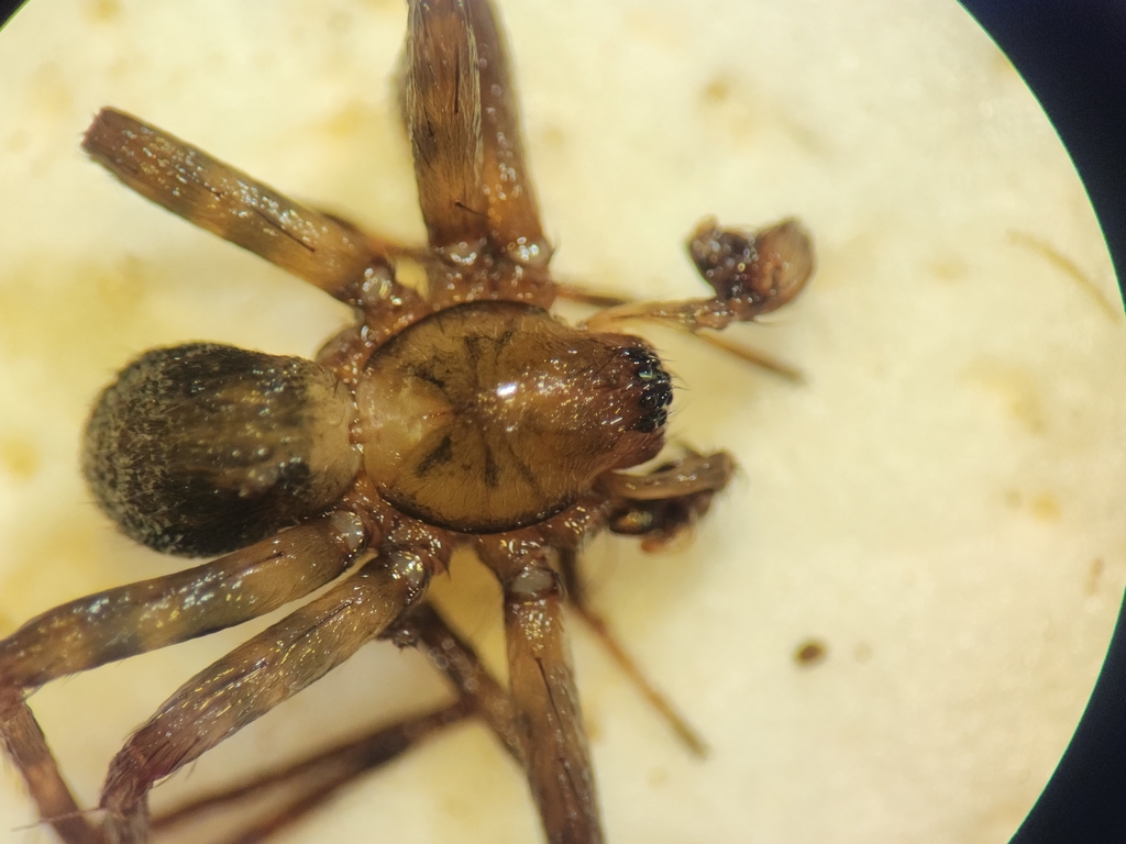 Aorangia poppelwelli