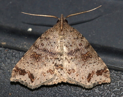 Lithilaria proestans