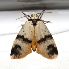 Thallarcha sparsana