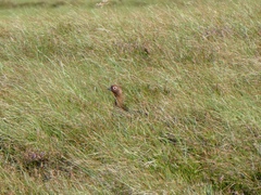 Lagopus lagopus scotica
