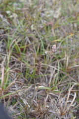 Arctagrostis latifolia