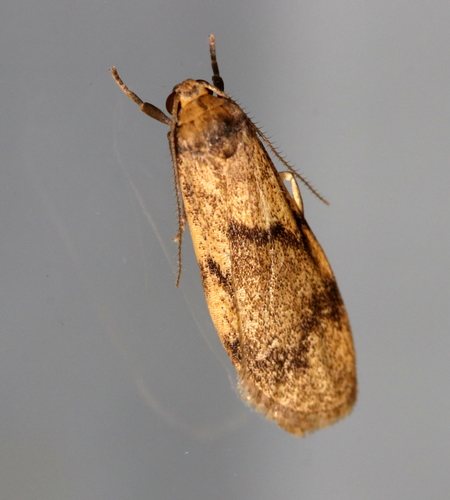 Lambula transcripta Lucas, 1890