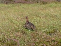 Lagopus lagopus scotica