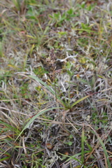 Arctagrostis latifolia