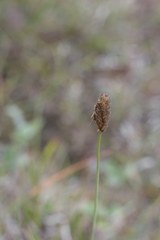 Alopecurus magellanicus