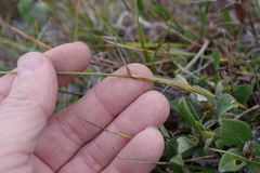 Alopecurus magellanicus