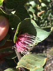 Hakea cucullata
