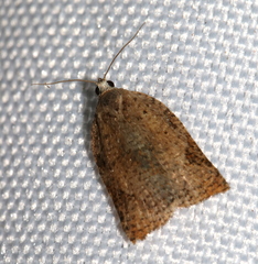 Meritastis ursina