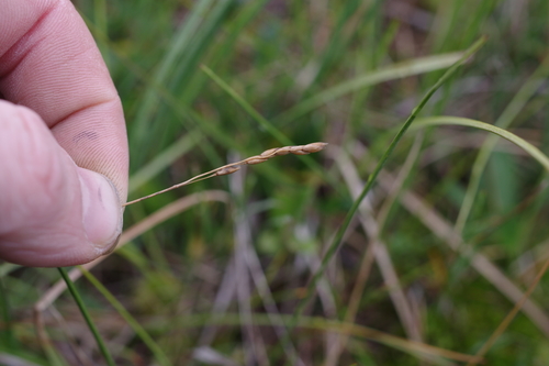 arctic sweetgrass (Hierochloe pauciflora)