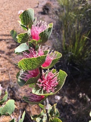 Hakea cucullata