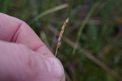 Anthoxanthum arcticum