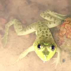 Hoplobatrachus occipitalis