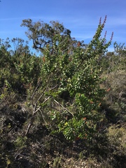 Hakea cucullata