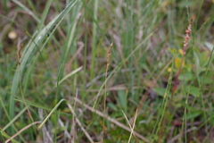 Anthoxanthum arcticum