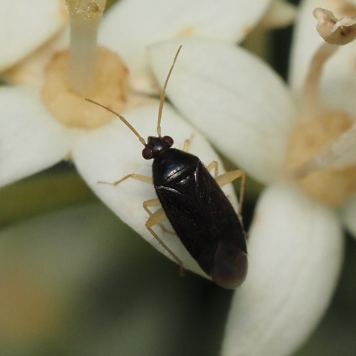 Plagiognathus modestus