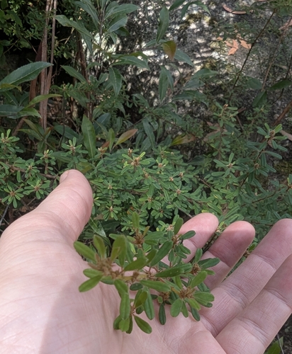 Image of Pultenaea tarik by (c) Alesha Teitzel, some rights reserved (CC BY)