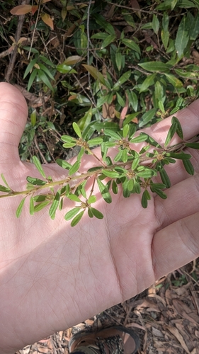 Image of Pultenaea tarik by (c) Alesha Teitzel, some rights reserved (CC BY)