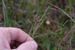 Carex rariflora
