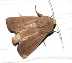 Leucania abdominalis