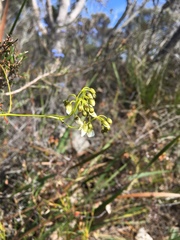 Drosera pallida