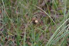 Carex rariflora