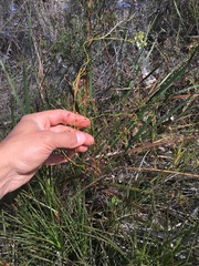 Drosera pallida