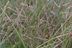Carex rariflora