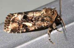Spodoptera umbraculata