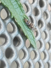Lepidoptera