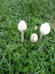 Chlorophyllum molybdites image